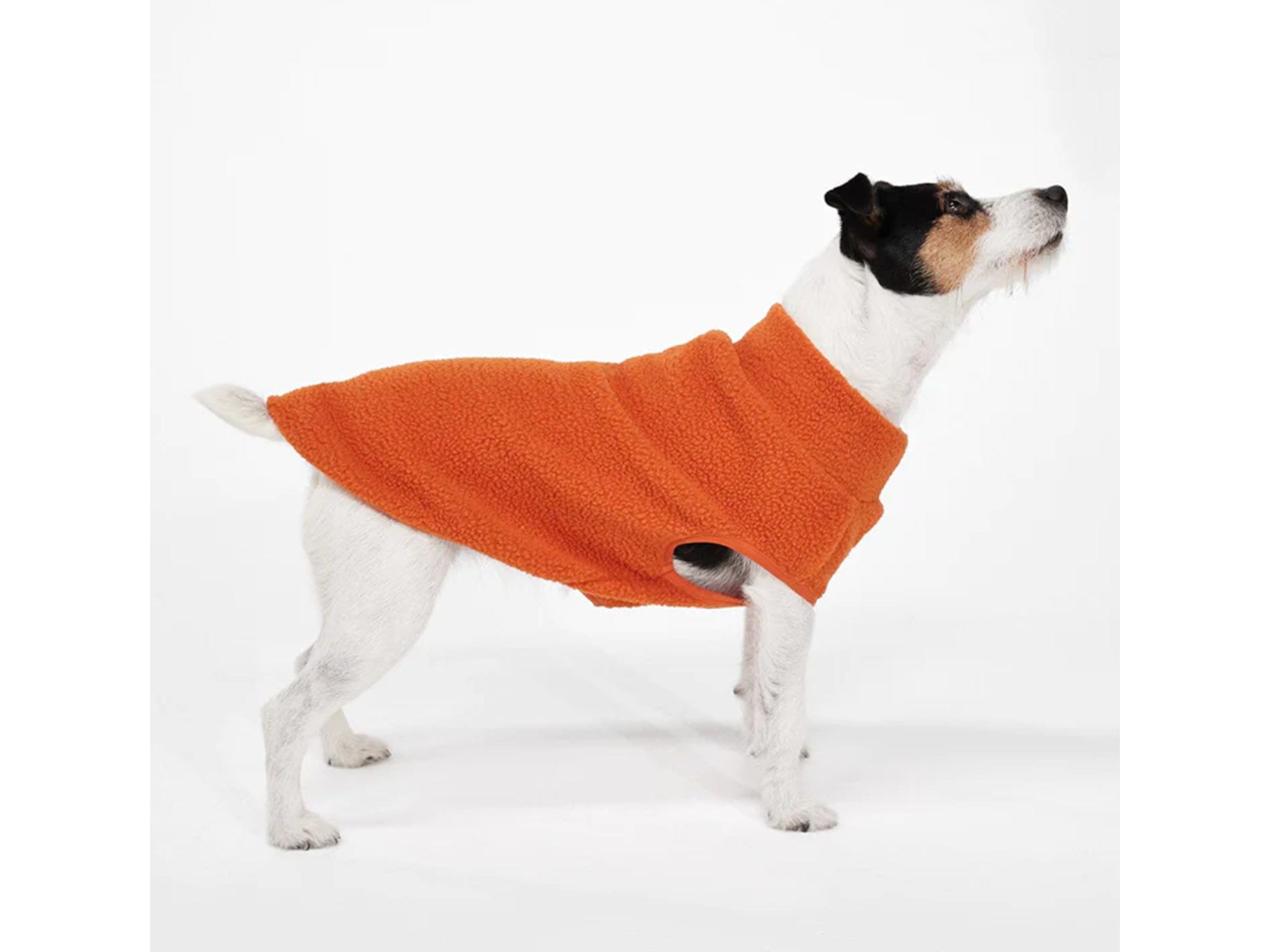 Best dog coats 2023 Fleece waterproof and high vis The Independent